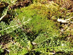 Bryoerythrophyllum recurvirostrum