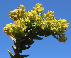 Thesium euphorbioides