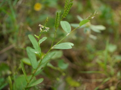 Alysicarpus monilifer