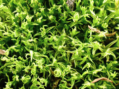 Bryoerythrophyllum recurvirostrum