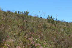 Thesium euphorbioides