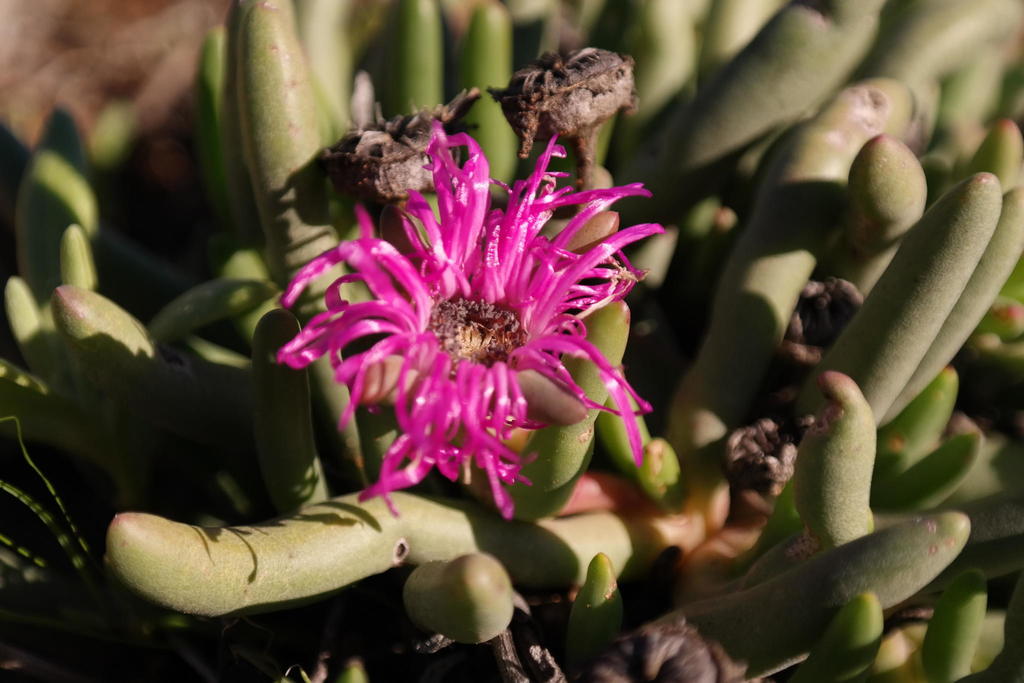 Cephalophyllum pulchrum from R363, Vredendal Gideonsoord on July 21