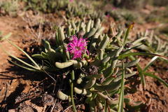 Cephalophyllum pulchrum