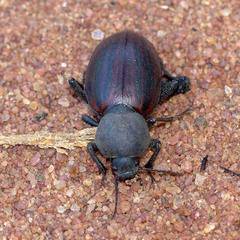 Ocnodes
