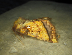 Papaipema harrisii