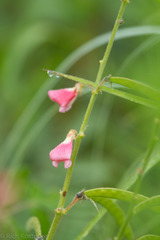 Indigofera miniata