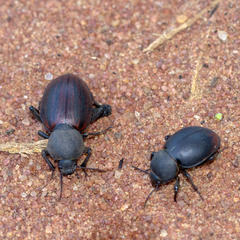 Ocnodes