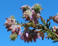 Erica eriocephala