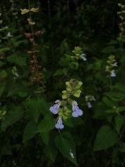 Salvia herbacea