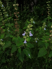 Salvia herbacea
