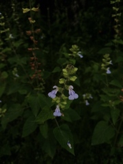 Salvia herbacea