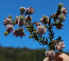 Erica eriocephala