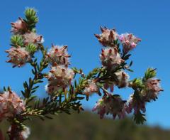 Erica eriocephala