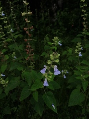 Salvia herbacea