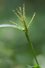 Urochloa fusca