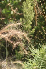 Elymus confusus
