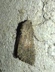 Anarta trifolii