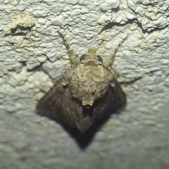 Anarta trifolii