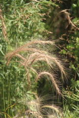 Elymus confusus