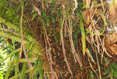 Lepismium cruciforme