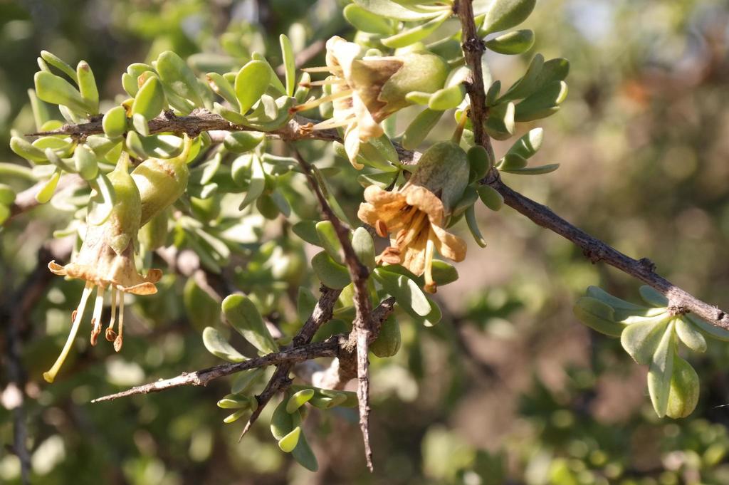 Snake Honeythorn
