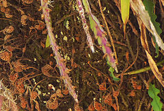 Lepismium cruciforme