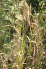 Elymus confusus