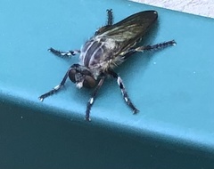 Heteropogon macerinus