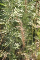 Elymus confusus