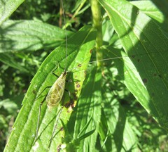 Oecanthus nigricornis