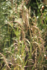 Elymus confusus