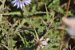 Echinops microcephalus