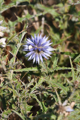 Echinops microcephalus