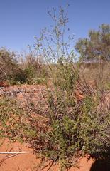 Wahlenbergia asparagoides