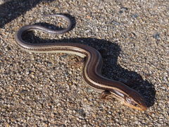 Plestiodon skiltonianus skiltonianus