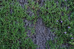 Barleria obtusa