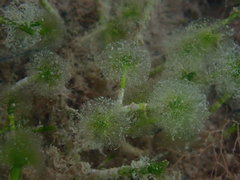 Cymopolia barbata
