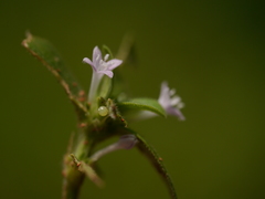 Spermacoce articularis