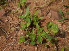 Spermacoce articularis