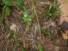 Spermacoce articularis