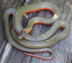 Diadophis punctatus vandenburgii