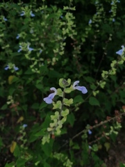 Salvia herbacea