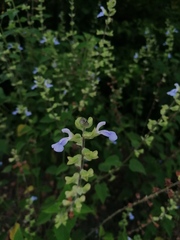 Salvia herbacea
