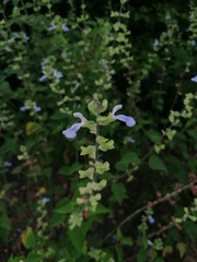 Salvia herbacea