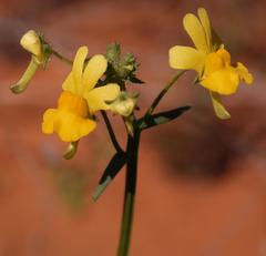 Nemesia ligulata