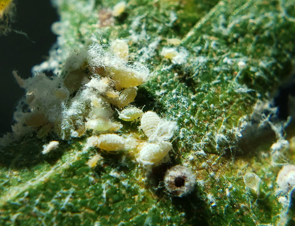 Stegophylla brevirostris