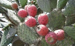 Opuntia stenopetala