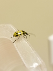 Diabrotica undecimpunctata