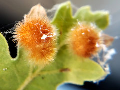 Atrusca trimaculosa