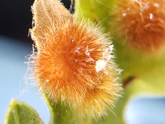 Atrusca trimaculosa